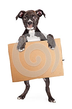 Puppy Holding Blank Cardboard Sign