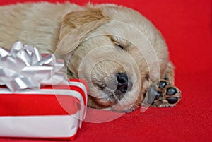 puppy with holiday gift