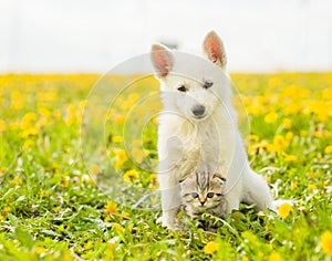 Puppy hugging a kitten on a field of dandelions