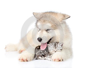 Puppy hugging sleeping kitten. isolated on white background