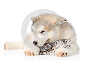 Puppy hugging sleeping kitten. isolated on white background
