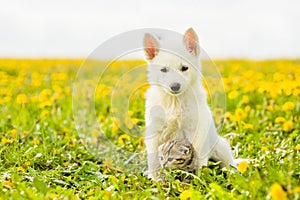 Puppy hugging a tabby kitten on a field of dandelions