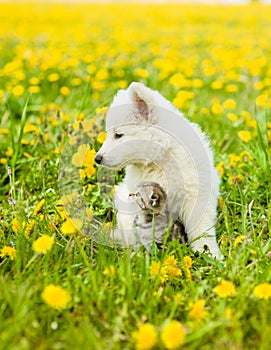 Puppy hugging a tabby kitten on a field of dandelions