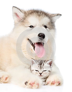 Puppy hugs sleepy kitten. isolated on white background