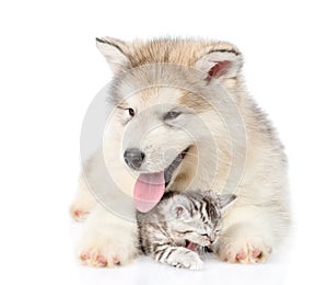 Puppy hugs yawning kitten. isolated on white background