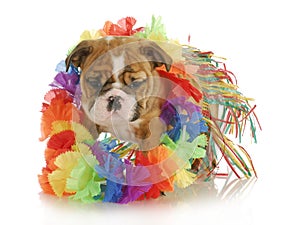 Puppy hula dancer