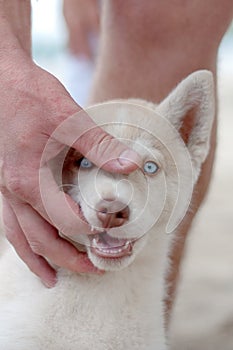 The puppy of the husky bites a finger