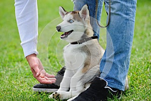 puppy of husky dog