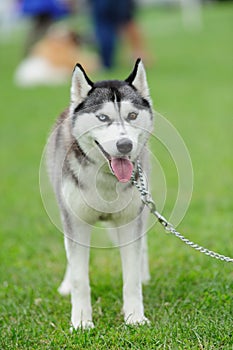 Puppy of husky dog