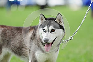 puppy of husky dog on the blurred background