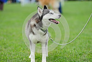 puppy of husky dog on a grass