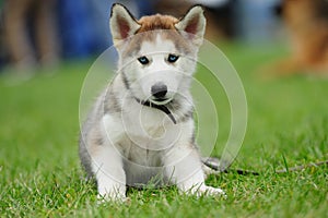 puppy of husky dog on a green blurred background