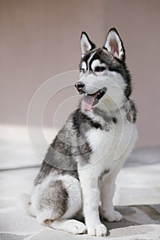 Puppy husky looking aside