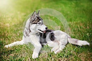 Puppy husky looking aside