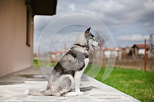 Puppy husky looking aside