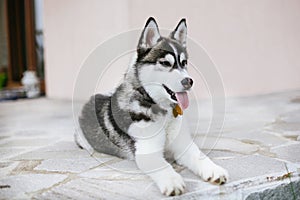 Puppy husky looking aside