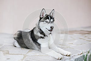 Puppy husky looking aside