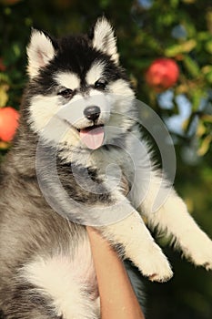 Puppy husky . portrait photo