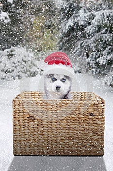 Puppy husky with Santa hat on the basket
