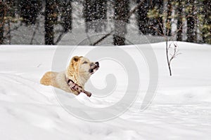 Puppy husky in the winter