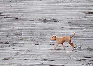 Puppy of an Indian Pariah Dog walking on a Beach...