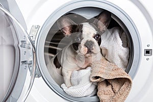 Puppy inside the washing machine