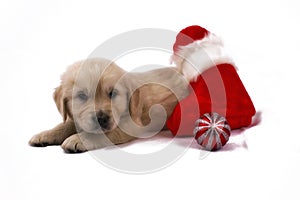 Puppy isolated with christmas toys and sock