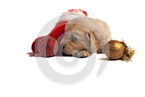 Puppy isolated on white with christmas sock, toys