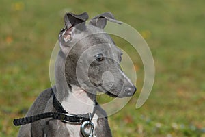 Puppy italian greyhound