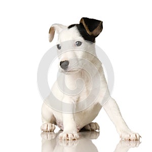 Puppy Jack russel