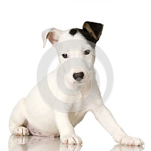 Puppy Jack russel