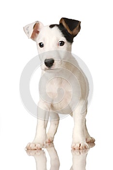 Puppy Jack russel