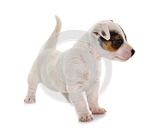 Puppy jack russel terrier