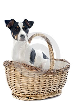 Puppy jack russel terrier