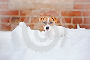 Puppy Jack russel terrier