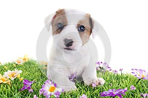 Puppy jack russel terrier