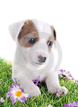 Puppy jack russel terrier