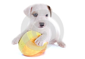 Puppy jack russel terrier