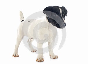 Puppy jack russel terrier