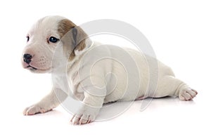 Puppy jack russel terrier