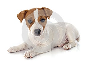 Puppy jack russel terrier