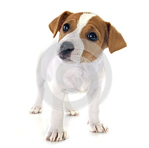 Puppy jack russel terrier