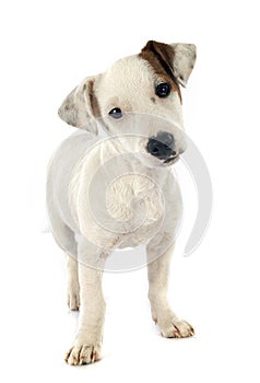 Puppy jack russel terrier