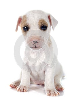 Puppy jack russel terrier