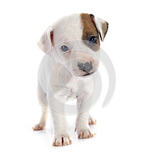 Puppy jack russel terrier