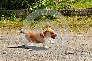 Puppy Jack Russel Terrier