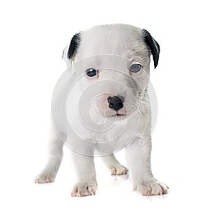 Puppy jack russel terrier