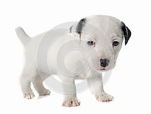 Puppy jack russel terrier