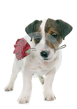 Puppy jack russel terrier