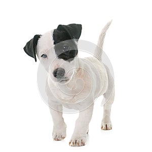 Puppy jack russel terrier